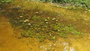 Image result for Nymphaea maculata