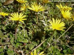 Image result for Arctotheca populifolia