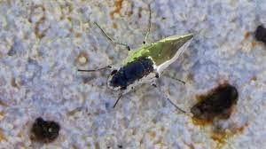 Fly Makes Air Submarine To Survive Deadly Lake Science Aaas