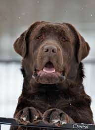 We have some of the finest labrador retrievers in the country. English Chocolate Labrador Off 56
