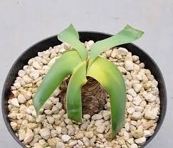 Image result for Ammocharis