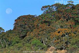 Image result for Hagenia abyssinica