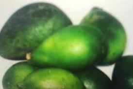 Image result for Hunteria umbellata