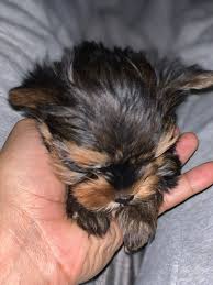 French bulldog puppy for sale in brooklyn, ny. Rochester New Yorkies Posts Facebook