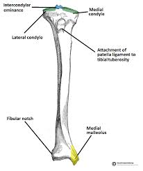2006 kia optima belt diagram. Tibia Anatomy And Attachments Bone And Spine