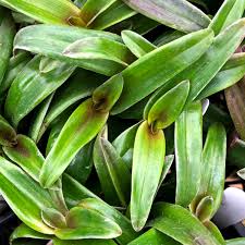 Image result for Cyanotis sp. aff. C. lapidosa