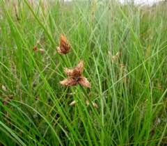 Image result for Bolboschoenus