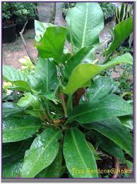 We did not find results for: à¸£à¸§à¸¢à¸¥ à¸™à¸Ÿ à¸² Tree Gardens Nanagarden Com