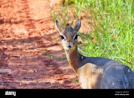 Image result for Centemopsis kirkii