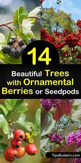 This is an important question, especially if you have children attracted to the bright and cheerful tones. 14 Beautiful Trees With Ornamental Berries Or Seedpods