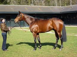 Dunaden Horse Pedigree Horses Thoroughbred Horse Racing