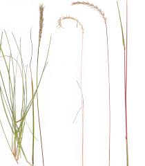 Image result for Elionurus muticus