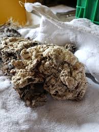 We Love Animals - Teenagers find "frozen" creature stuck ...