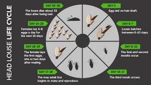 Image result for lice life cycle