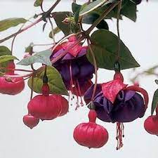 Dark Eyes Fuchsia Plant Fuchsia Plant Fuchsia Flowers Fuchsia Flower