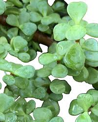 Image result for Crassula schimperi