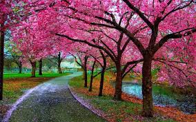 Image result for ‫بهار‬‎