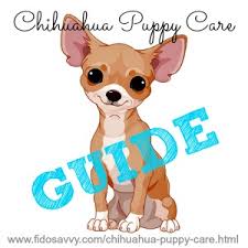 Receive the latest listings for 5 week old chihuahua puppies. Chihuahua Puppy Care Guide