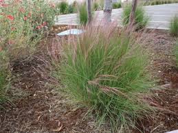 Image result for Aristida