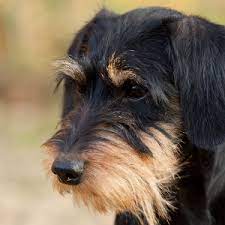Wire haired dachshund with christmas suit in wooden crate. Wirehaired Dachshund Facts Wisdom Panel Dog Breeds