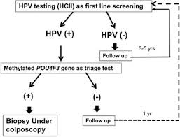 Vaccination against hpvs, which are known to cause cervical cancer, is an effective preventive measure. Proposed Cervical Cancer Screening Strategy Using Hrhpv Assay And Download Scientific Diagram