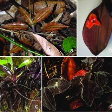 Image result for Liparis killmanniae