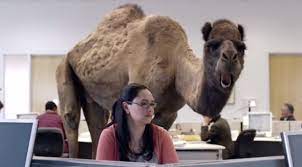 However in the python community lowercase_with_underscore is recommended for functions , in the java for php, i think the camel case method of naming functions is ok, you may opt to use the underscore counterpart. Geico Hump Day Camel Commercial Happier Than A Camel On Wednesday Youtube Eduardo Angel Visualseduardo Angel Visuals