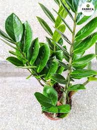 Image result for Zamiokulkas Zamioculcas