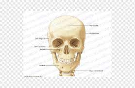 Maybe you would like to learn more about one of these? Anatomi Kerangka Manusia Leher Infraorbital Foramen Tulang Kepala Dan Leher Wajah Orang Lain Kepala Png Pngwing