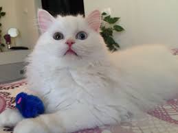 Simba With His Blue Mouse Persian Cat White Cat Calico Eyes Playful Kitty