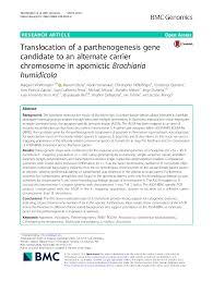 Image result for Urochloa subulifolia