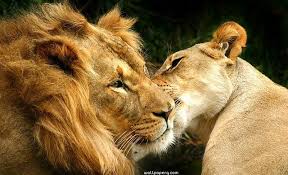 Download Image Of Lion And Lioness Love Wild Animals For Your Mobile Cell Phone Lion Images Animals Lion And Lioness