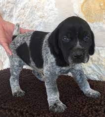 Finding a german shorthaired pointer puppy has never been simpler, browse through our german shorthaired pointer if you do not find the german shorthaired pointer puppy for sale that you are looking for then place your request within our german shorthaired pointer dogs wanted area. German Shorthaired Pointer Puppies For Sale Wimberley Tx 244210