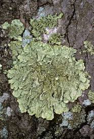 Image result for Priva flabelliformis