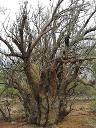 Image result for Sesamothamnus lugardii