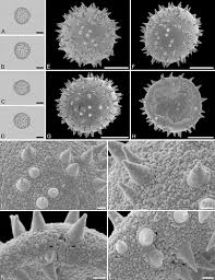 Image result for Picrodendraceae