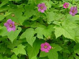 Image result for Rubus