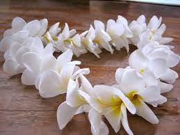 The Fresh Factor Hafa Adai Plumeria Leis Plumeria Hawaiian Flowers Hybrid Tea Roses