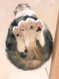 Cats On Glass Tables Cute Cats Cute Animals Cats