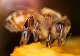 Bee removal & control throughout the metro phoenix az area. Bee Removal Pest Control Service Phoenix The Beeman Live Bee Removal