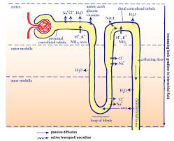 A Comprehensive Break Down Of Nephron Functioning Into Six