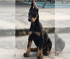 Four fawn males, six red males and two red females. View Ad Doberman Pinscher Litter Of Puppies For Sale Near Texas Caldwell Usa Adn 133080