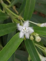 Image result for Kanahia laniflora