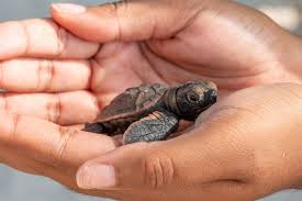 Image result for turtle
