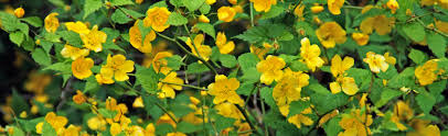 Excellent for use in mixed shrub borders. Japanese Kerria Melinda Myers
