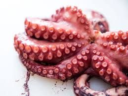 We did not find results for: Polpo 10 Errori Da Non Fare Dissapore