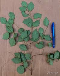 Image result for Maprounea