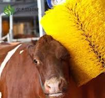 Cow Brush/ Cow Body Brush/Cattle Farm Equipment