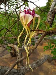 Image result for Strophanthus eminii