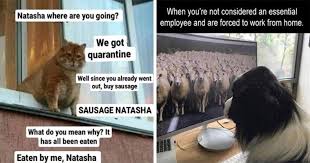 These animals memes of 2020 proving a token a laughter for millions. 2020 Wrap Up Best Animal Memes Of The Year 100 Memes I Can Has Cheezburger